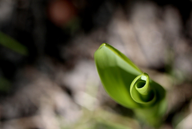 Muguet