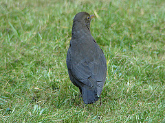 20070326 0068DSCw [D~LIP] Amsel [Schwarzdrossel] (Turdus merula), Bad Salzuflen