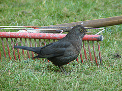 20070326 0069DSCw [D~LIP] Amsel [Schwarzdrossel] (Turdus merula), Bad Salzuflen