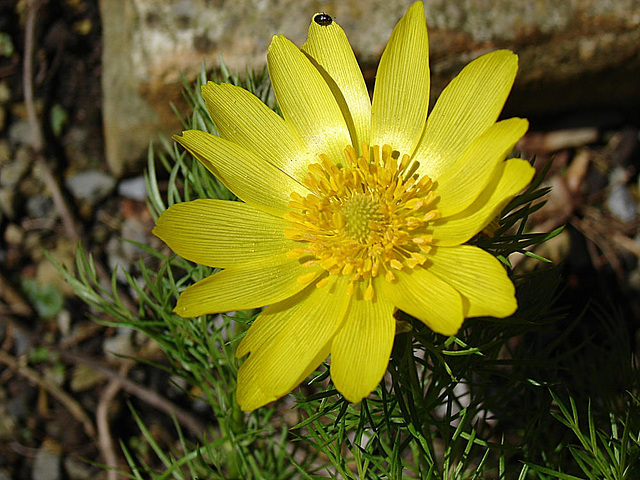 20070404 0077DSCw [D~LIP] Adonis-Röschen, Käfer, Bad Salzuflen