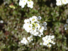 20070404 0078DSCw [D~LIP] Alpen-Gemskresse (Hutchinsia alpina), Bad Salzufelen