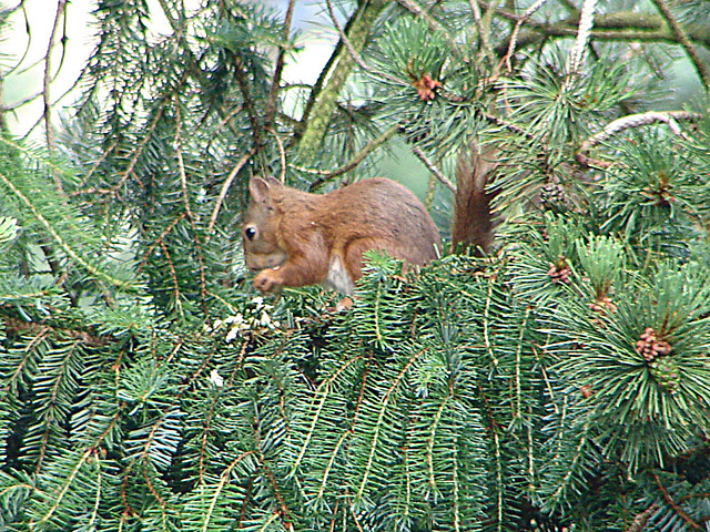 20070614 0296DSCw [D~LIP] Eurasisches Eichhörnchen (Sciurus vulgaris), Bad Salzufeln