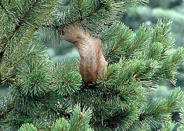 20070614 0298DSCw [D~LIP] Eurasisches Eichhörnchen (Sciurus vulgaris), Bad Salzufeln