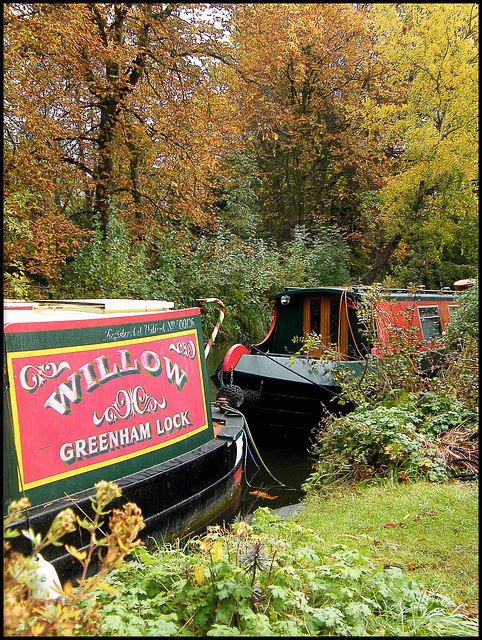 Willow in autumn