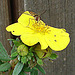 20090628 04197DSCw [D~LIP] Hain-Schwebfliege (Episyrphus balteatus), Fingerstrauch, Bad Salzuflen