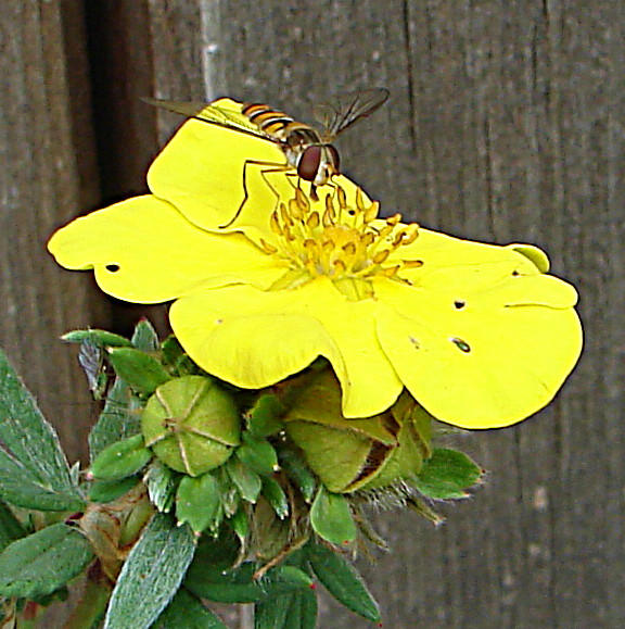 20090628 04197DSCw [D~LIP] Hain-Schwebfliege (Episyrphus balteatus), Fingerstrauch, Bad Salzuflen