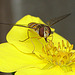 20090628 04199DSCw [D~LIP] Hain-Schwebfliege (Episyrphus balteatus), Fingerstrauch, Bad Salzuflen