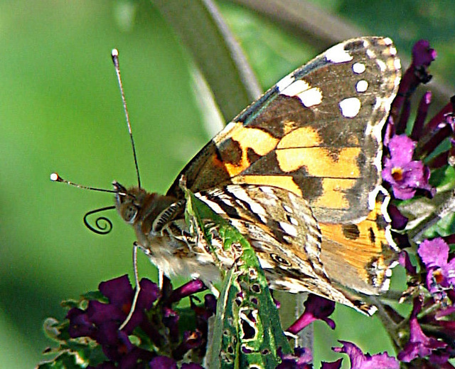 20090714 4424DSCw [D~LIP] Distelfalter (Cynthia cardui), Schmetterlingsstrauch (Buddleja davidii 'Royal Red'), Bad Salzuflen