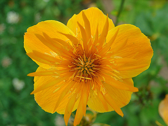 20090628 4220DSCw [D~LIP] Trollblume (Trollius), Bad Salzuflen