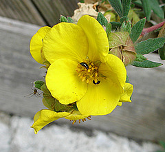 20090628 04202DSCw [D~LIP] Speckkäfer, Punktierte Zartschrecke, Fingerstrauch, Bad Salzuflen