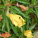 20090628 04224DSCw [D~LIP] Missouri-Nachtkerze (Oenothera missouriensis) Kleine Kohlfliege (Delia radicum), Bad Salzuflen