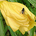 20090628 04225DSCw [D~LIP] Missouri-Nachtkerze (Oenothera missouriensis), Kleine Kohlfliege (Delia radicum), Bad Salzuflen