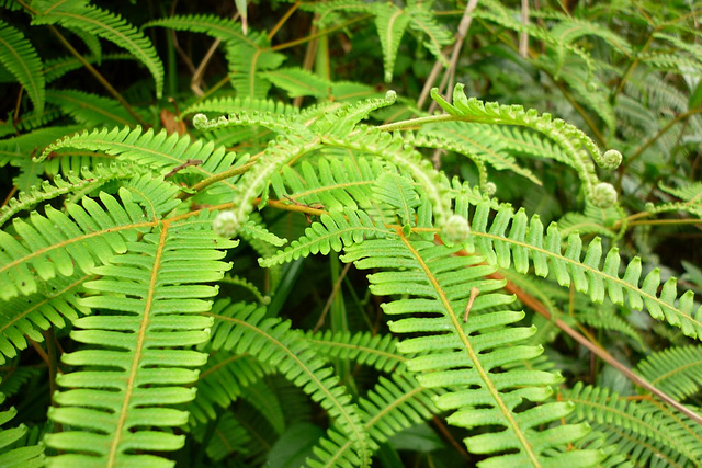 Fern II.