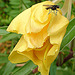 20090628 04226DSCw [D~LIP] Missouri-Nachtkerze (Oenothera missouriensis), Kleine Kohlfliege (Delia radicum), Bad Salzuflen