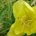 20090628 4227DSCw [D~LIP] Missouri-Nachtkerze (Oenothera missouriensis), Insekt, Bad Salzuflen