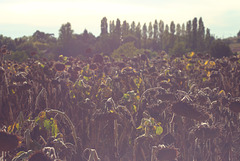 Sunflowers