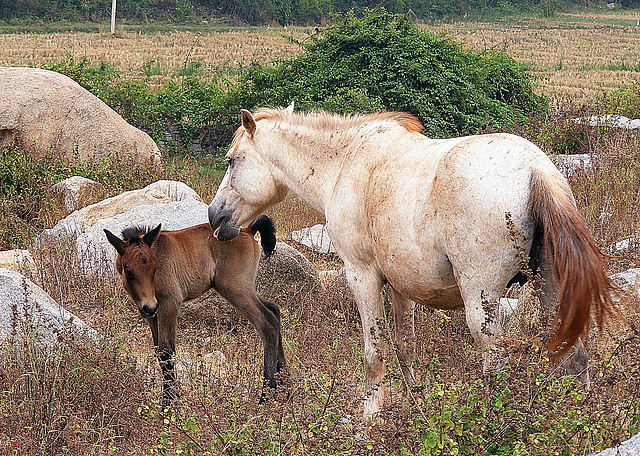 Maternal instinct