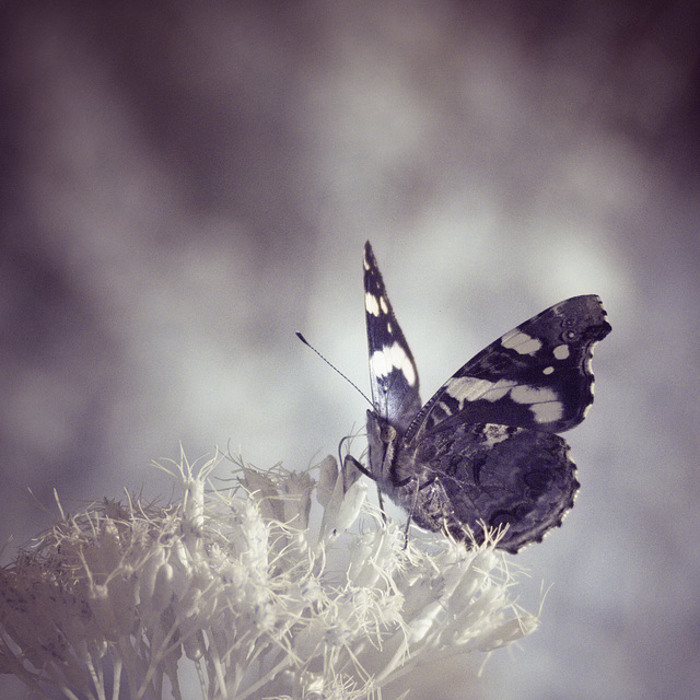 Butterfly 2