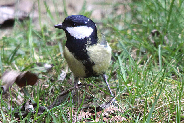 20100323 1759Tw [D~LIP] Kohlmeise (Parus major), Bad Salzuflen