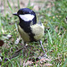 20100323 1759Tw [D~LIP] Kohlmeise (Parus major), Bad Salzuflen