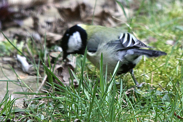 20100323 1760Tw [D~LIP] Kohlmeise (Parus major), Bad Salzuflen