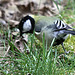 20100323 1760Tw [D~LIP] Kohlmeise (Parus major), Bad Salzuflen