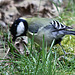 20100323 1761Tw [D~LIP] Kohlmeise (Parus major), Bad Salzuflen