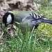 20100323 1762Tw [D~LIP] Kohlmeise (Parus major), Bad Salzuflen