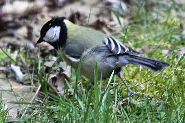 20100323 1763Tw [D~LIP] Kohlmeise (Parus major), Bad Salzuflen