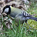 20100323 1763Tw [D~LIP] Kohlmeise (Parus major), Bad Salzuflen