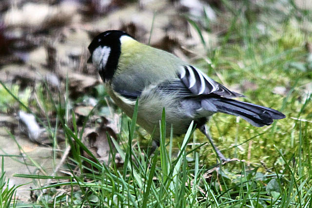 20100323 1764Tw [D~LIP] Kohlmeise (Parus major), Bad Salzuflen