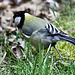 20100323 1764Tw [D~LIP] Kohlmeise (Parus major), Bad Salzuflen