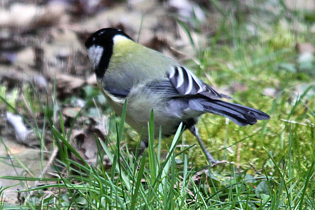 20100323 1765Tw [D~LIP] Kohlmeise (Parus major), Bad Salzuflen