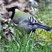 20100323 1765Tw [D~LIP] Kohlmeise (Parus major), Bad Salzuflen