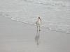 Ibis
