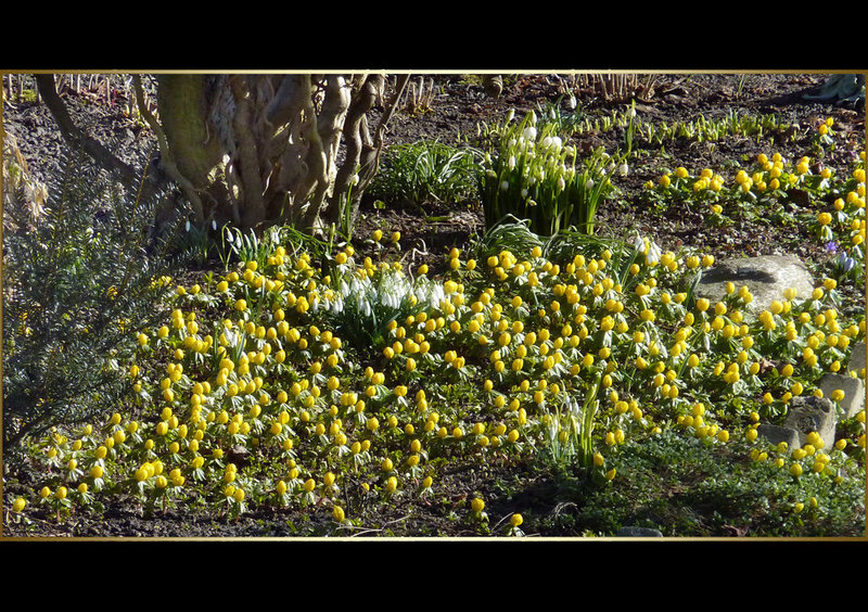 Winterlinge