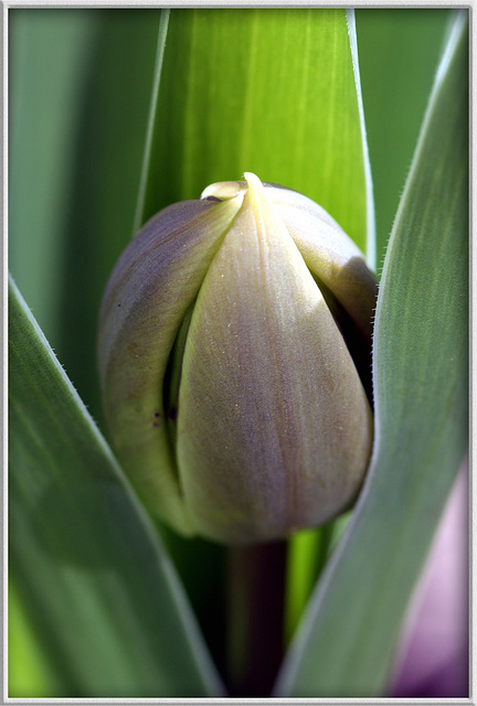 Tulpe