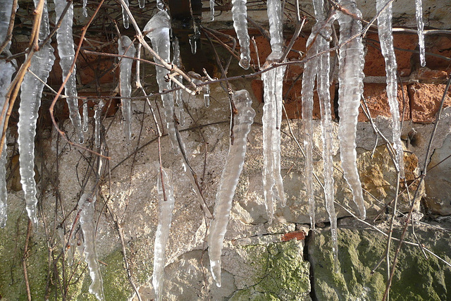 Drinnen Kamelien - tauende Eiszapfen draußen -