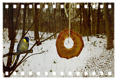 apple rings (xmas gift for the animals)