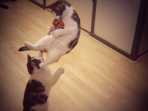 Kung fu cats