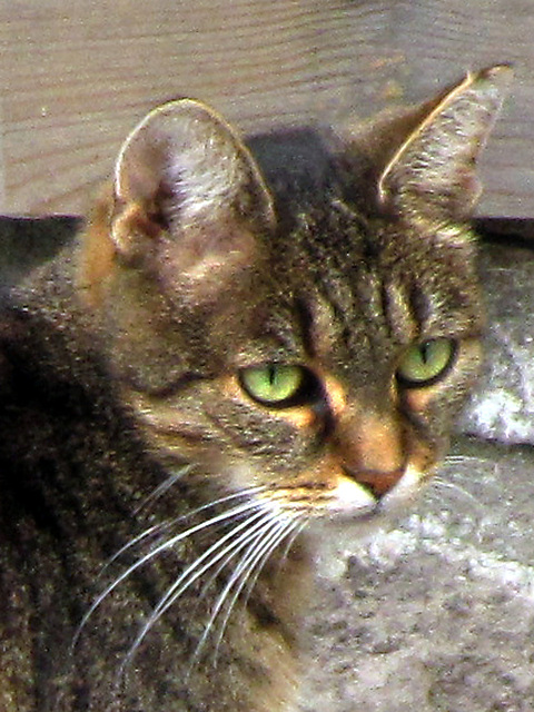 IMG 0037 Nachbars Katze