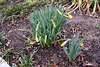 05.StevePhilGarden.DupontCircleEast.WDC.15March2010