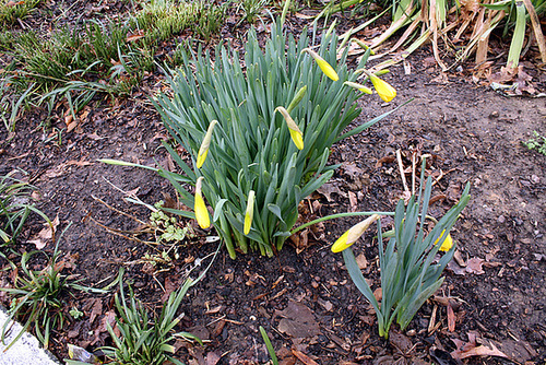 05.StevePhilGarden.DupontCircleEast.WDC.15March2010