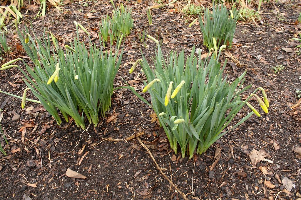 06.StevePhilGarden.DupontCircleEast.WDC.15March2010