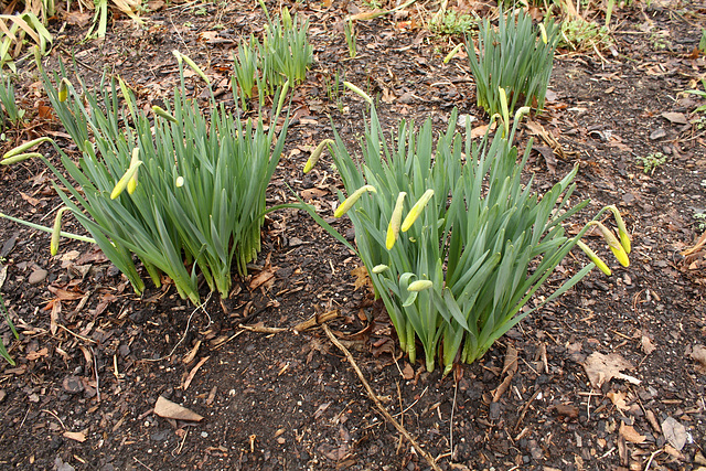 06.StevePhilGarden.DupontCircleEast.WDC.15March2010