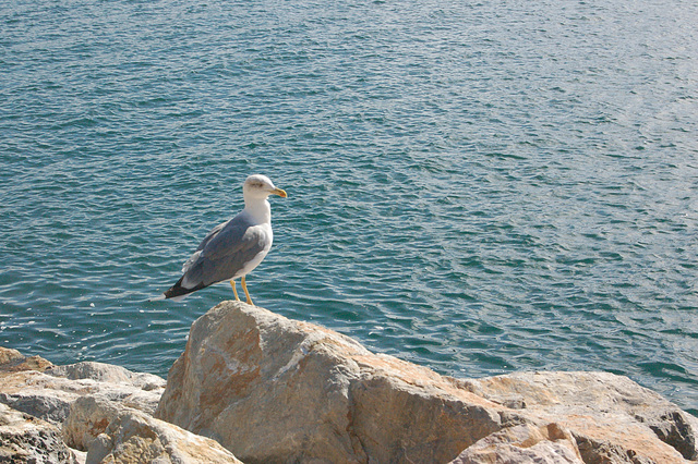 mevo en Portovenere - Möwe in Portovenere