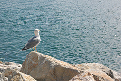 mevo en Portovenere - Möwe in Portovenere