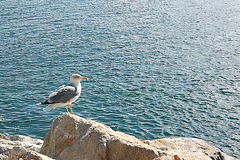 mevo en Portovenere - Möwe in Portovenere