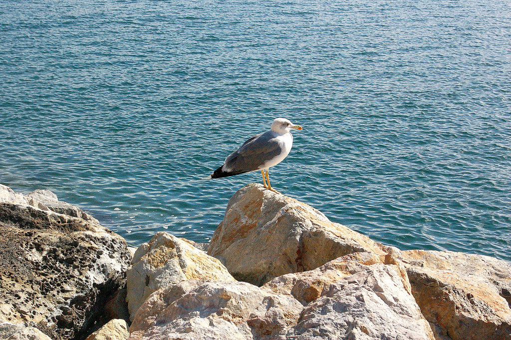 mevo en Portovenere - Möwe in Portovenere