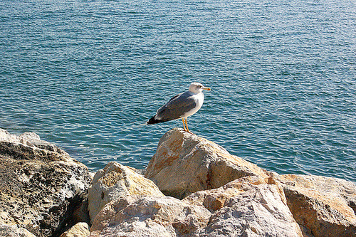 mevo en Portovenere - Möwe in Portovenere